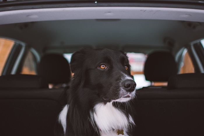 black and white collie in the back of a car