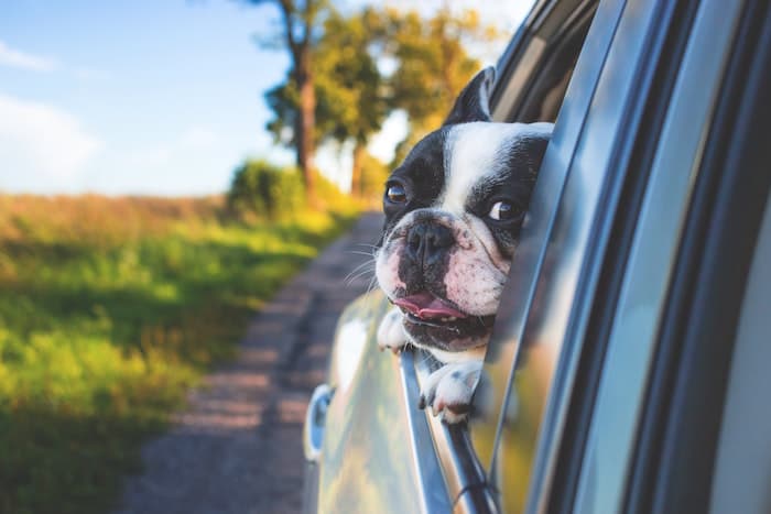 Creating a pet-friendly moving plan will ease your relocation