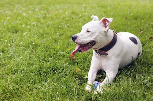 american terrier dog