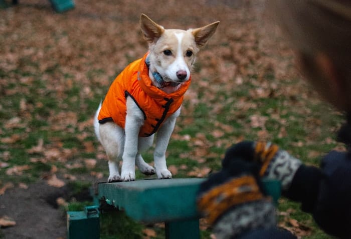 active dog in orange winter vest