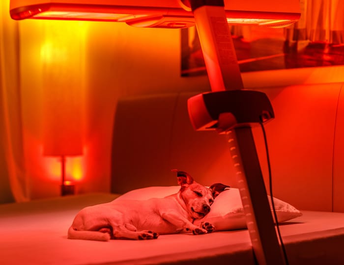 dog under red light therapy