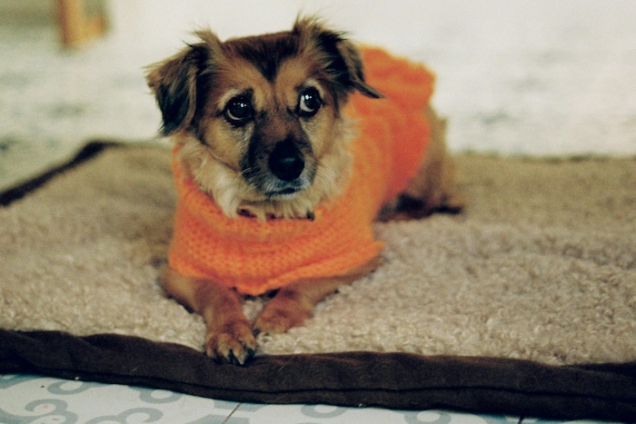 dog in sweater sitting on dog bed
