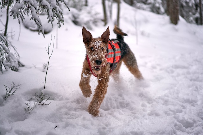 dpg in snow