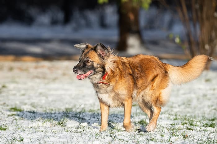 dog in snow