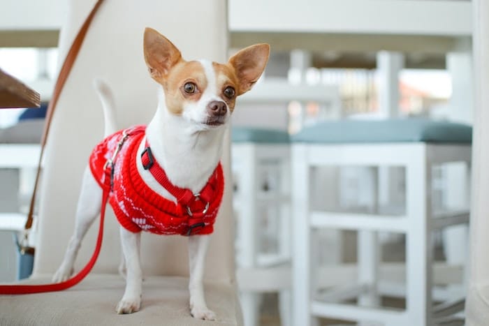 dog in red knit seater