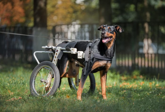 dog using wheelchair