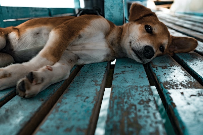 dog laying down