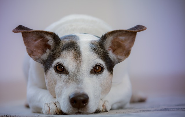 dog laying on floor