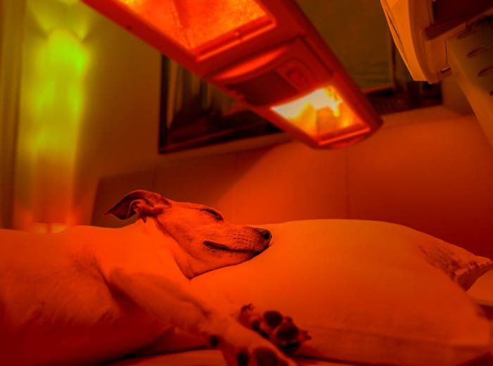 dog being treated by light therapy