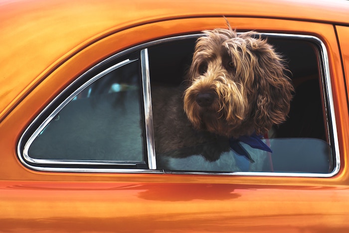 dog looking out car window