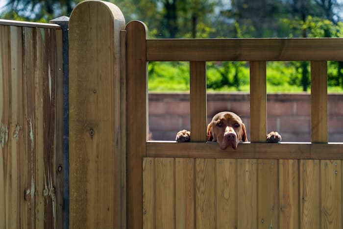 dog looking over fence