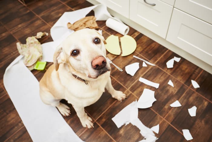 dog made a mess with the garbage