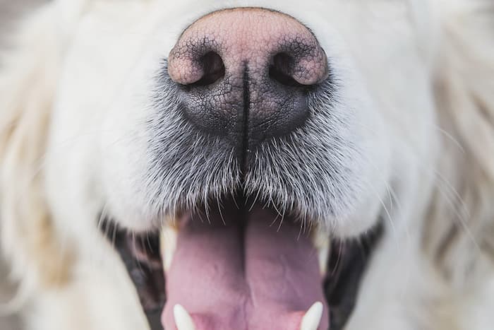 why are some dogs born with pink noses