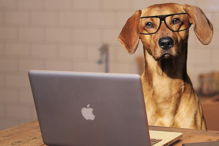 dog on computer