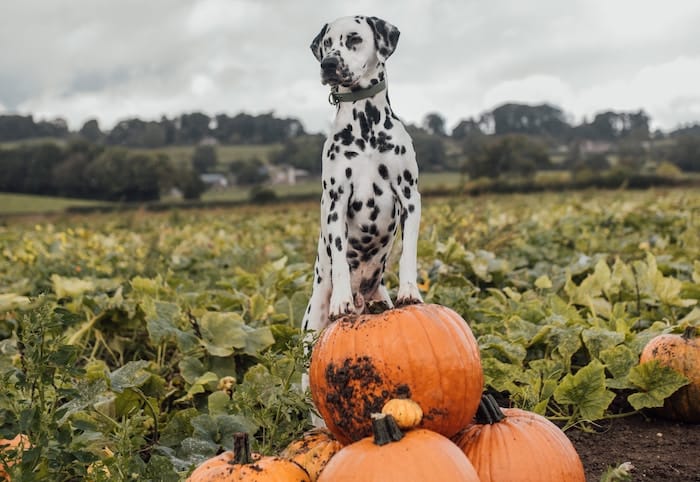 dog on pumpkins