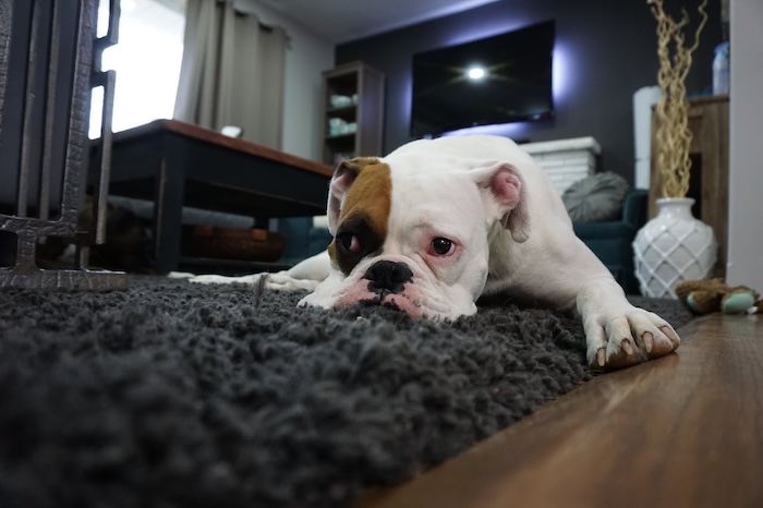 A dog on the carpet in a new house