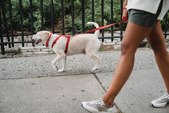 dog on walk