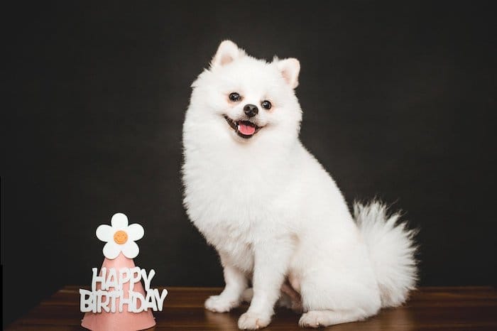 dog with party hat