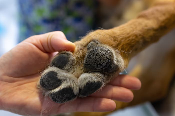 dog paw pad health