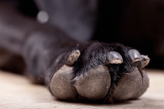 dog paw