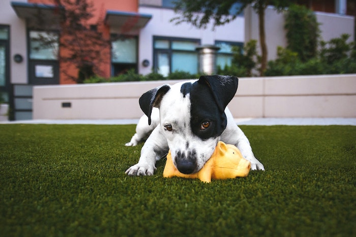 dog playing with toy in yard