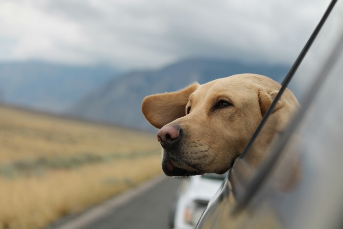 dog in car