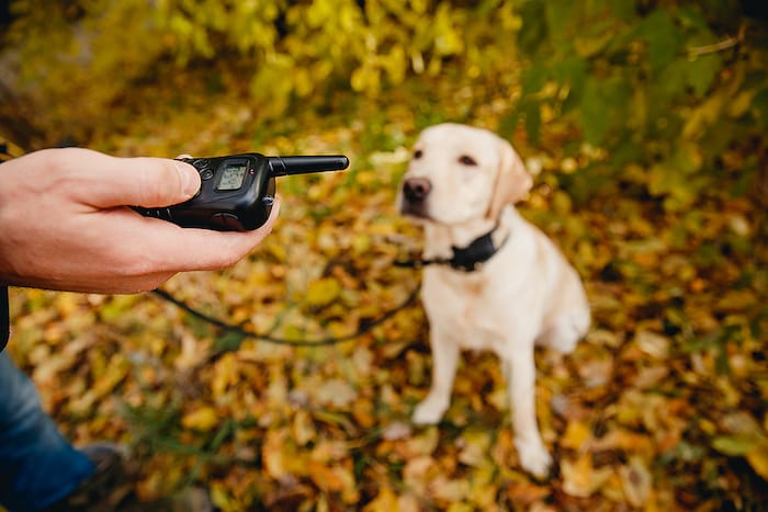 dog with shock collar and owner with remote