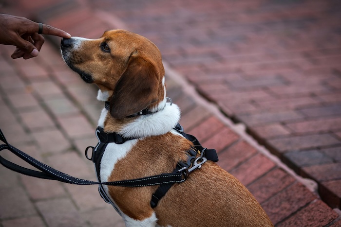 beagle being told to sit