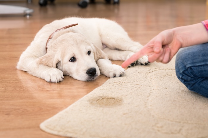 puppy potty training