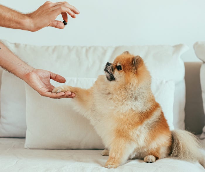 dog geting a treat