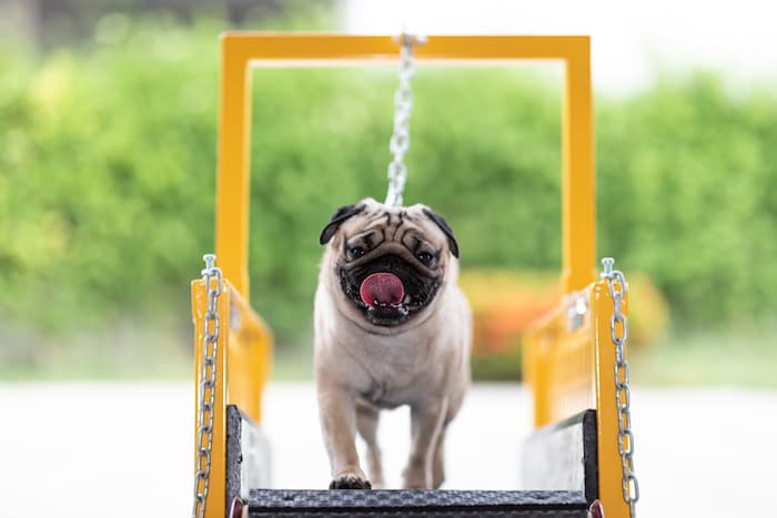 happy dog on treadmill