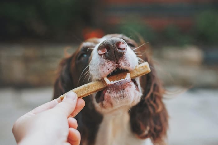 is it normal for dogs to hide their food