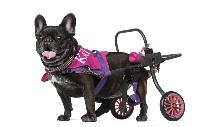 dog in wheelchair