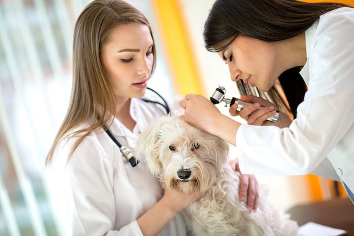 two women vets looking at a dog