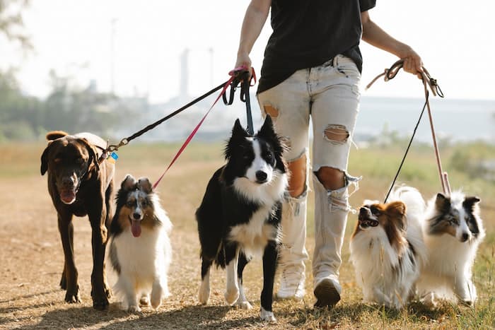 dog walker with many dogs