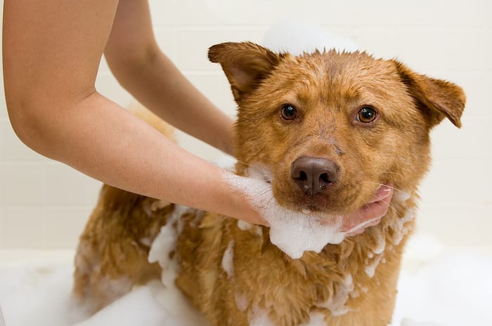 dog in bath