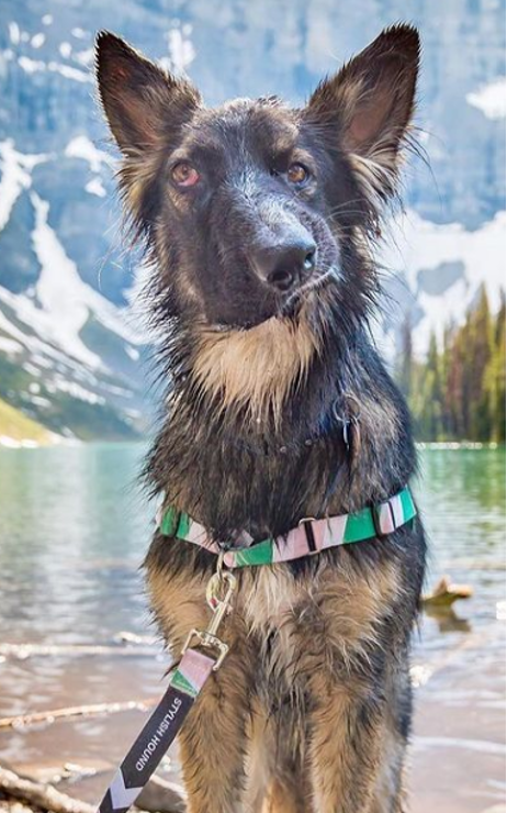 dog outside wearing a harness