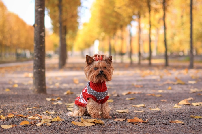 dog in sweater outside in park