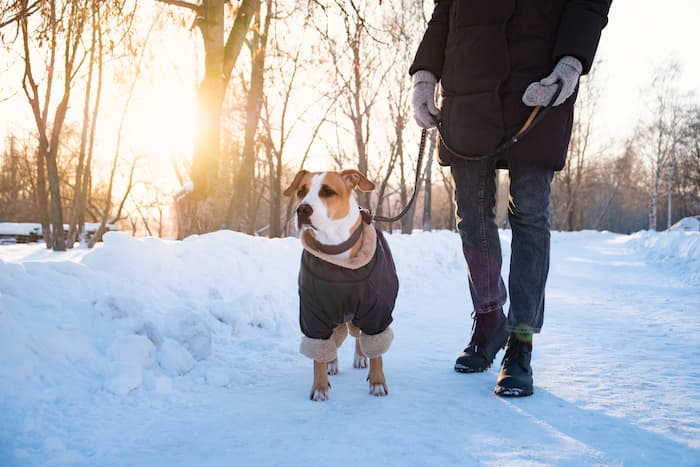 dog in a warm winter jacket