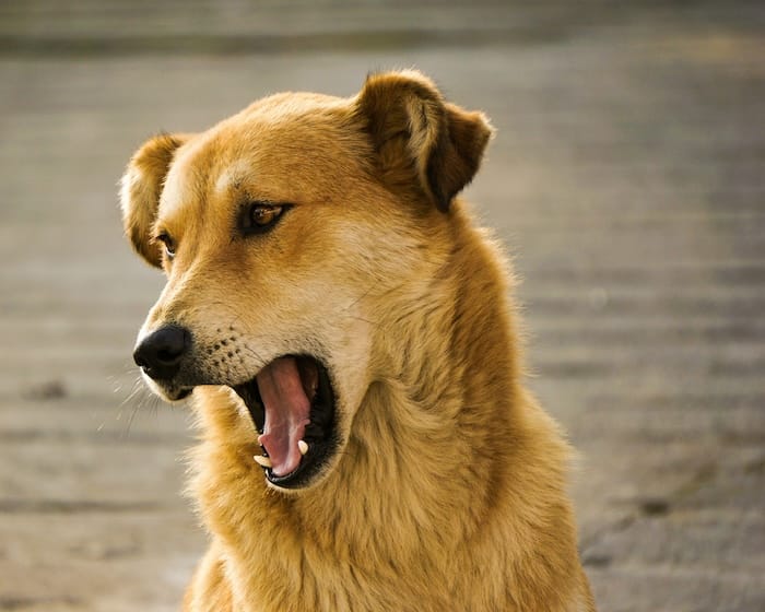 dog with mouth open showing teeth