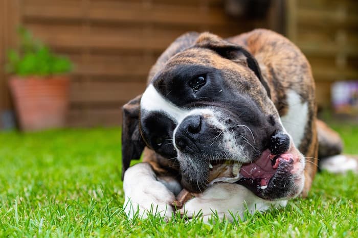 dog chewing on a bone