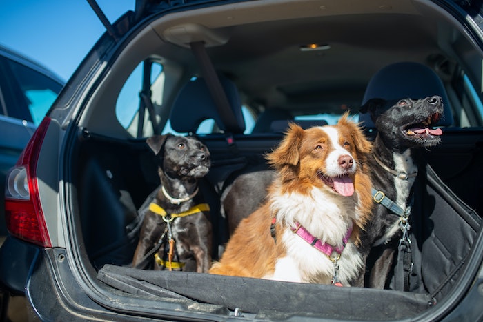 three dogs in hatch back of a car