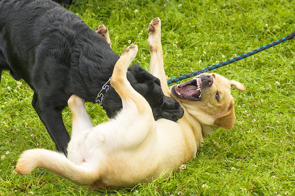 two dogs fighting