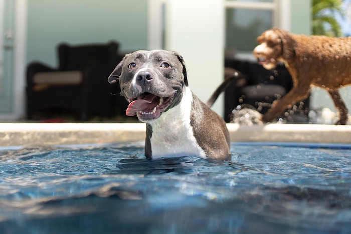 dog playing in pool