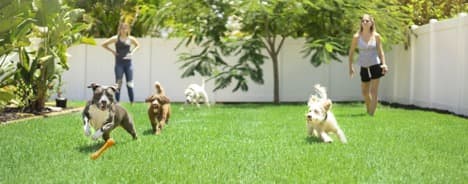 dogs playing in grass yeard