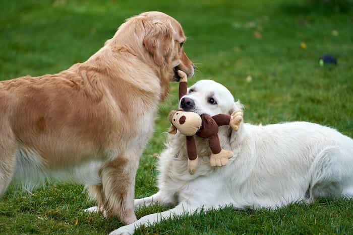 dogs playing