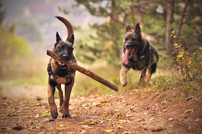 two dogs running outside in forest