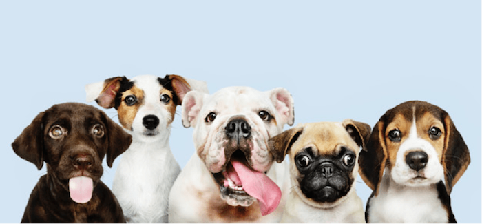 group of dogs