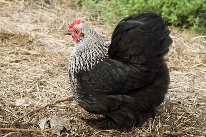 Chicken in yard