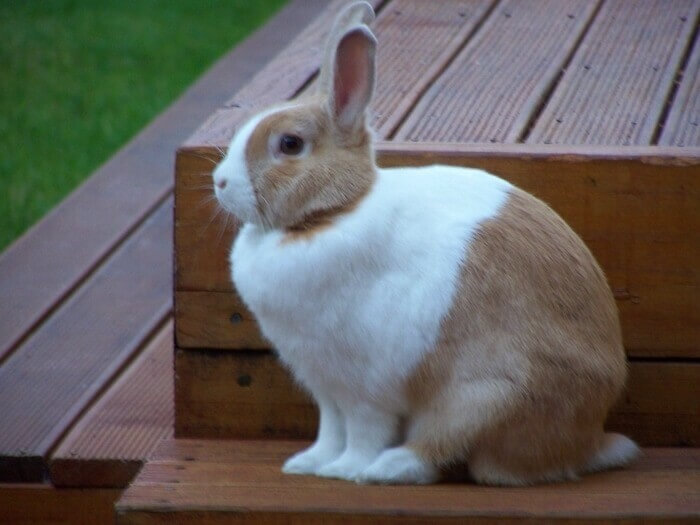 Rabbit Breed